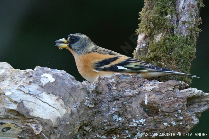 Brambling