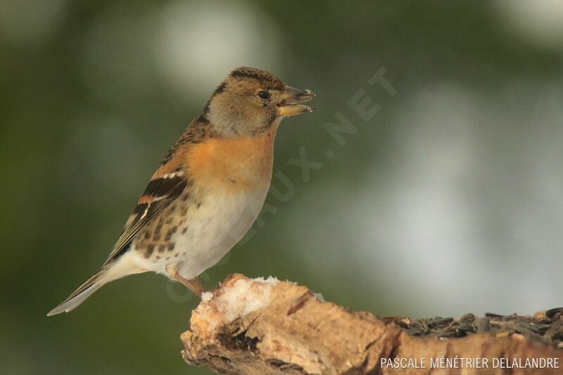 Brambling female adult