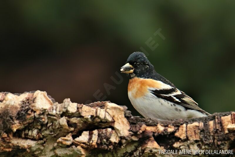 Brambling male adult breeding