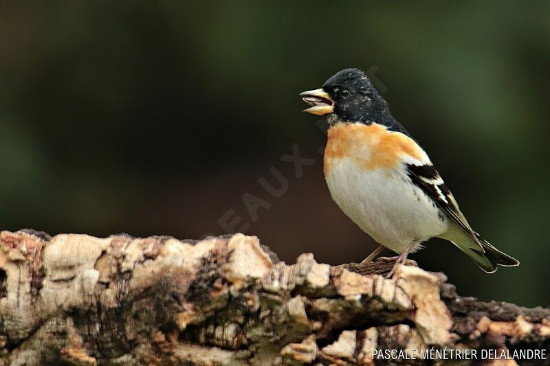 Brambling male adult breeding