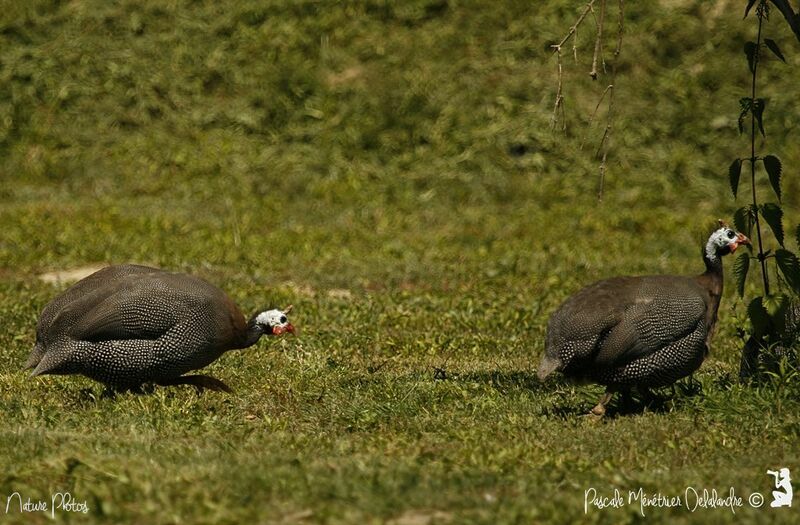 Helmeted Guineafowl