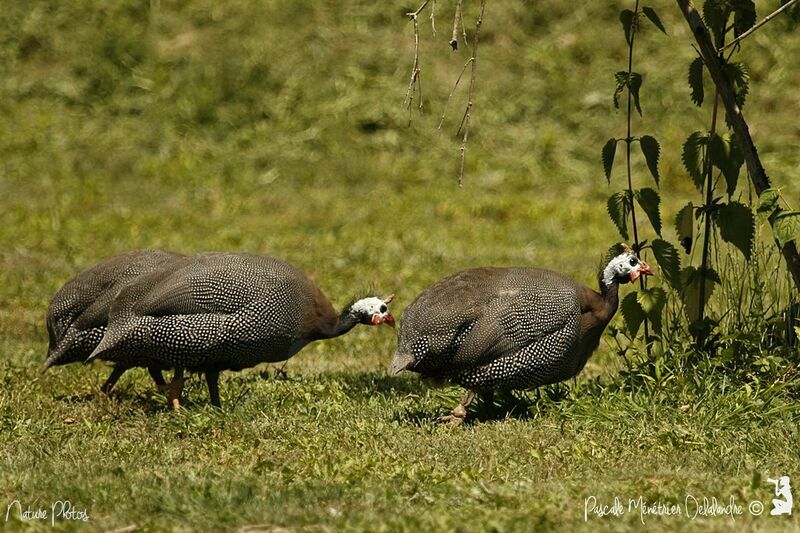 Helmeted Guineafowl