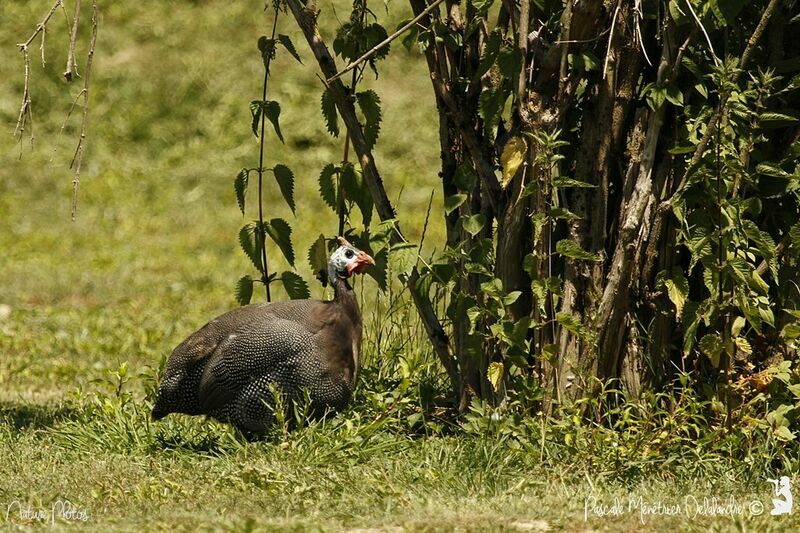 Helmeted Guineafowl