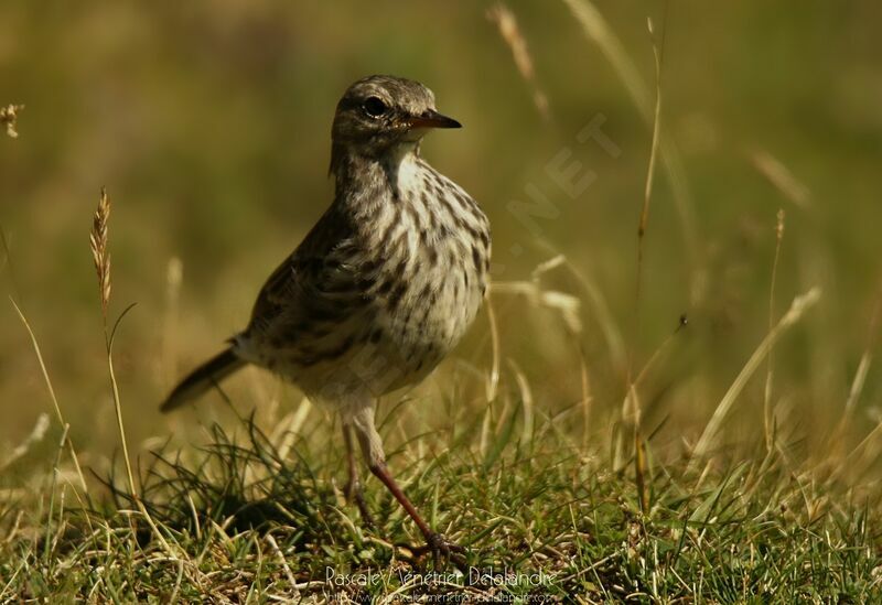 Pipit farlouse