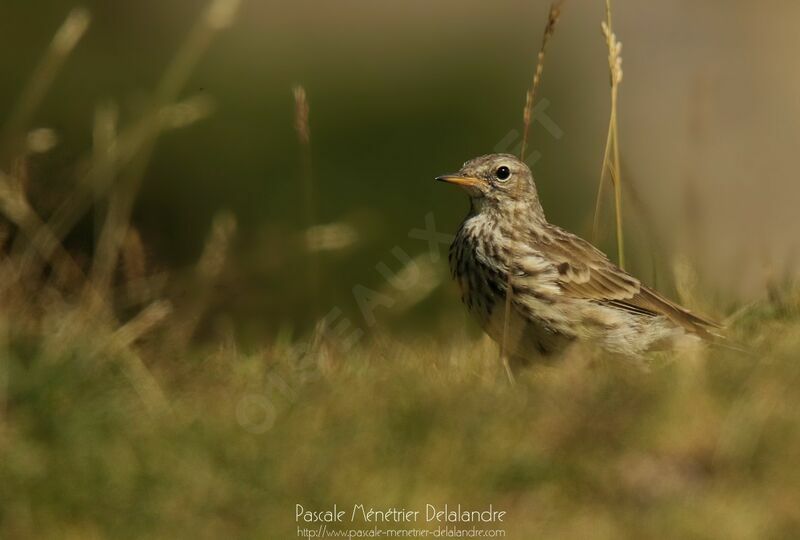 Meadow Pipit