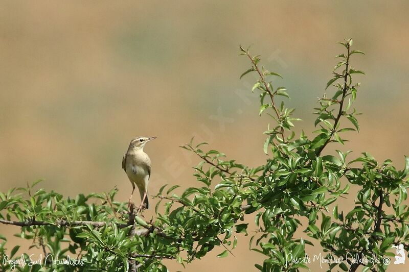 Tawny Pipit