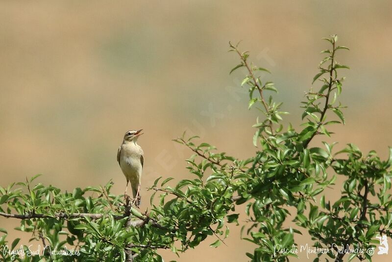 Pipit rousseline