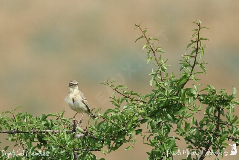 Tawny Pipit