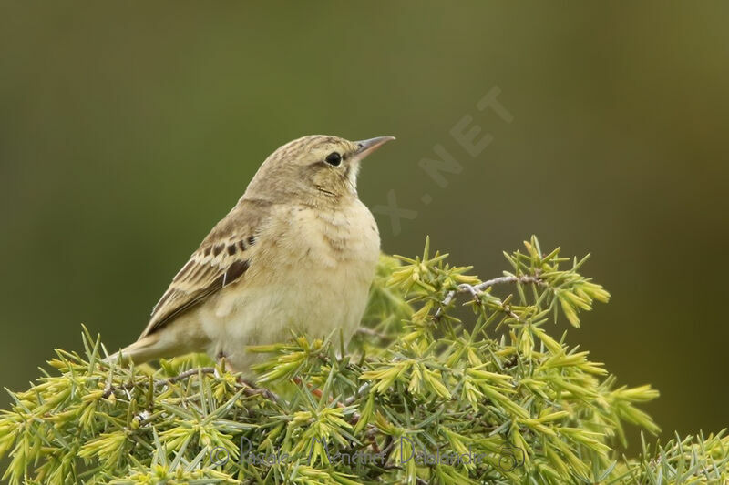 Pipit rousselineadulte