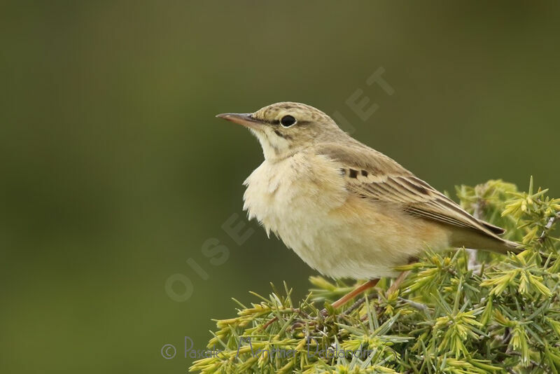 Pipit rousseline