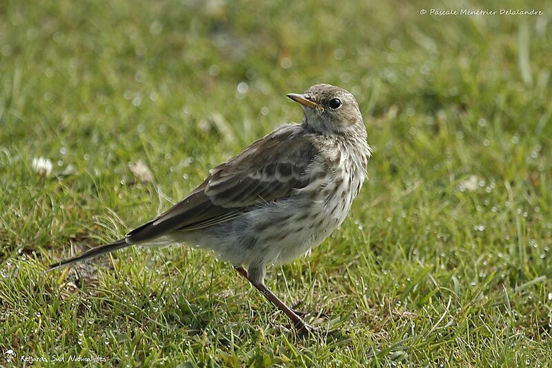 Pipit spioncelle