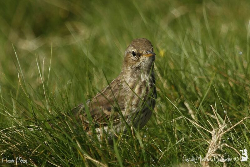 Pipit spioncelle