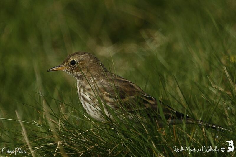 Pipit spioncelle