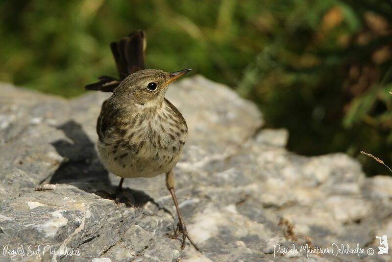 Water Pipit