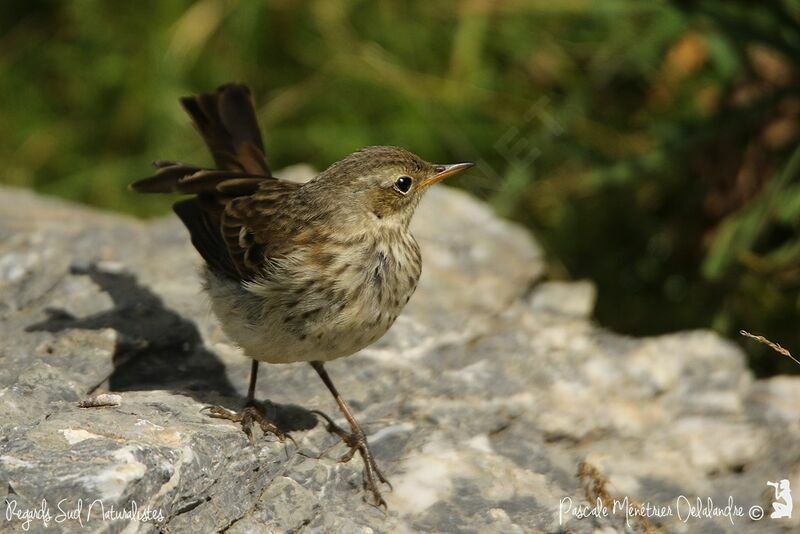 Water Pipit