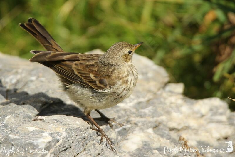 Pipit spioncelle