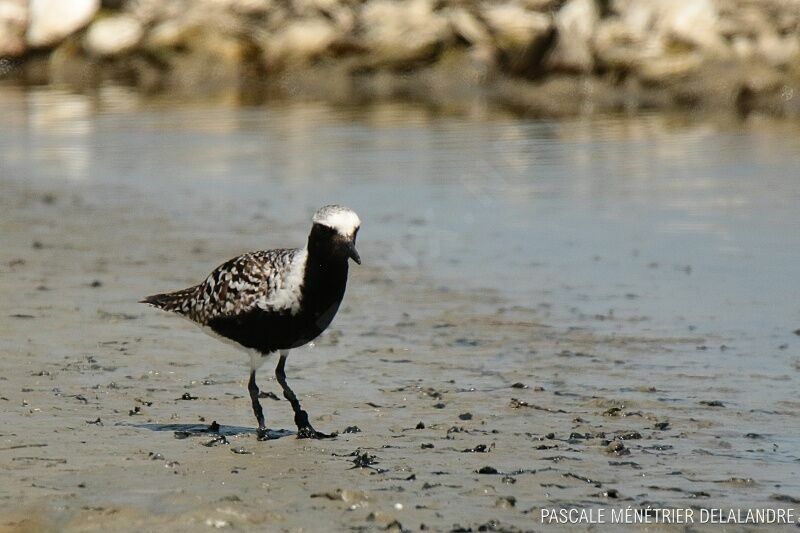 Grey Plover