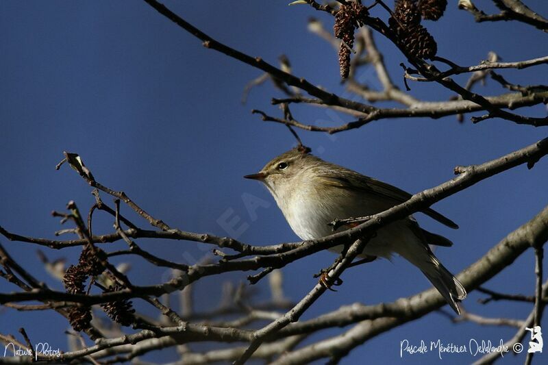 Common Chiffchaff