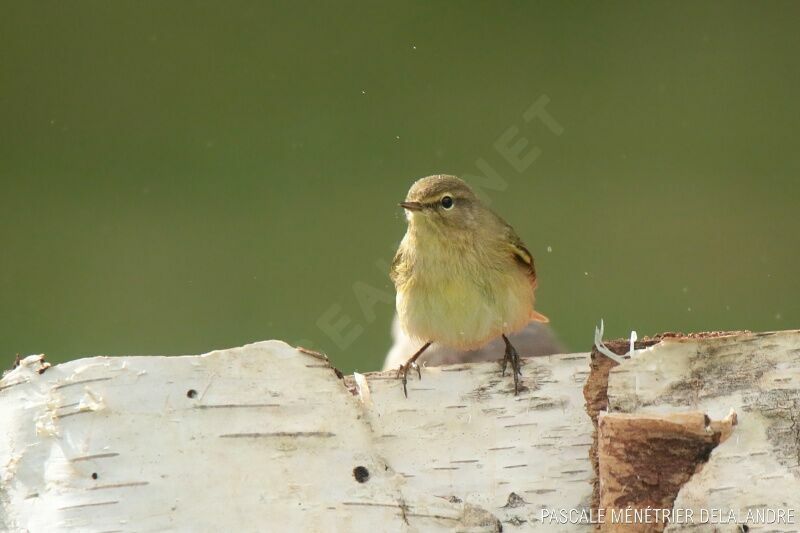 Common Chiffchaffadult