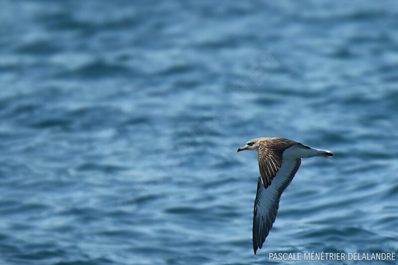 Puffin de Scopoli