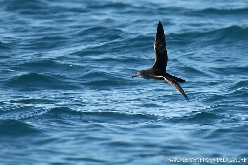 Yelkouan Shearwater