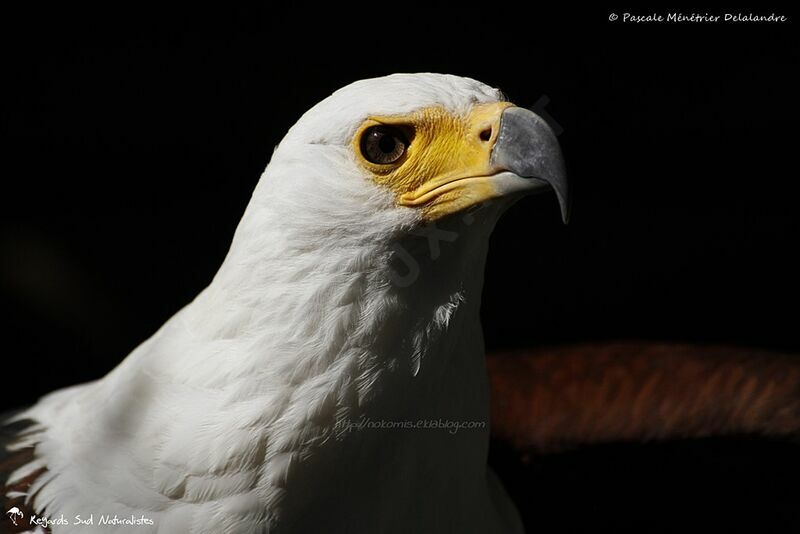 African Fish Eagle