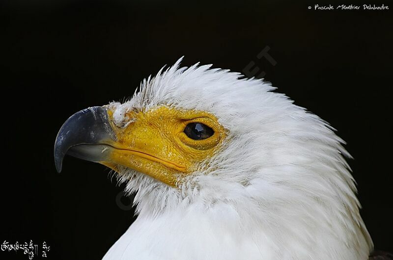 African Fish Eagle