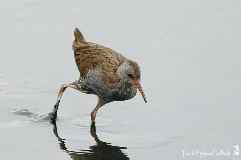 Water Rail