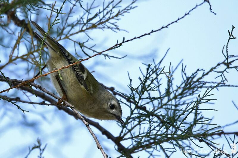 Goldcrest