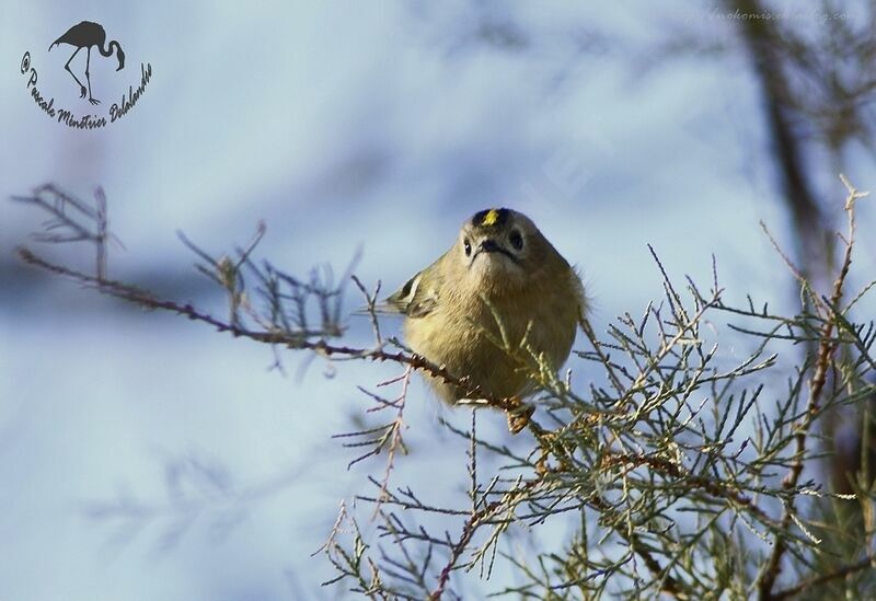 Goldcrest