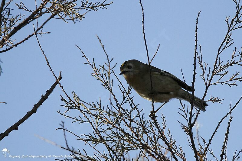 Goldcrest