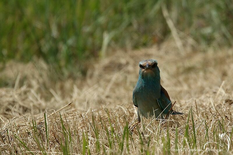 European Roller