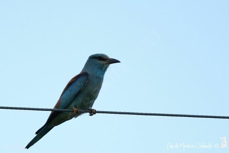 European Roller