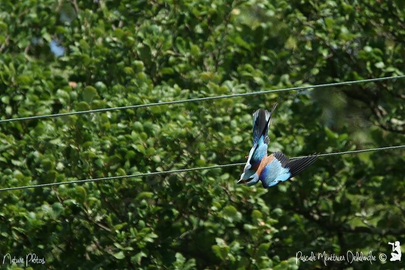 European Roller