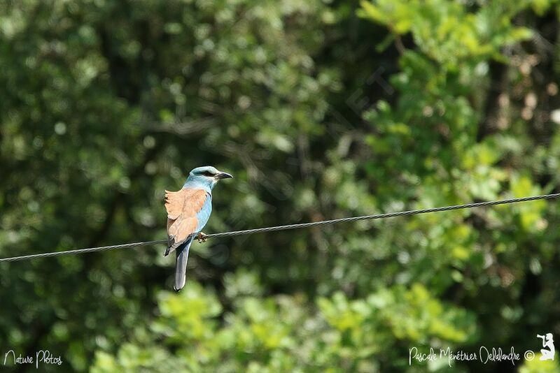 European Roller