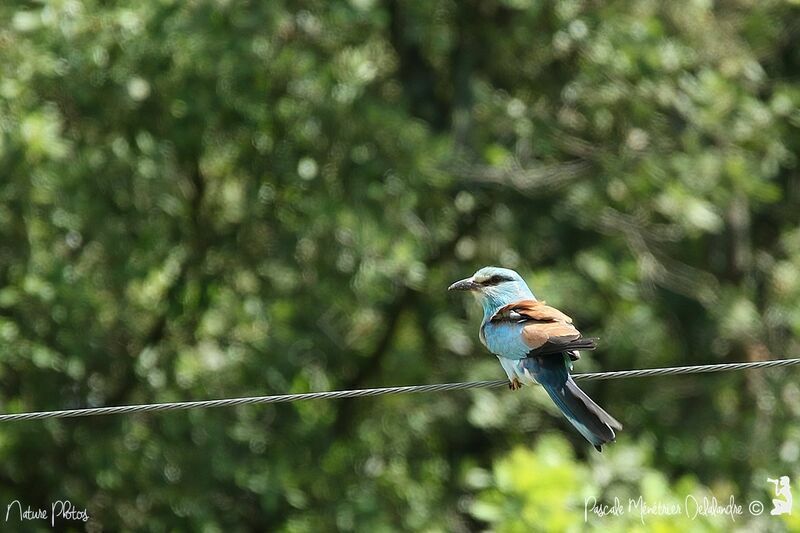 European Roller