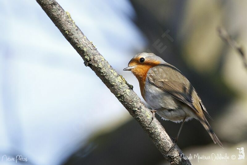 European Robin