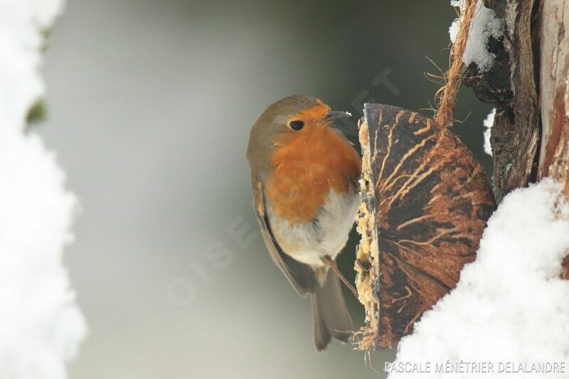 European Robin