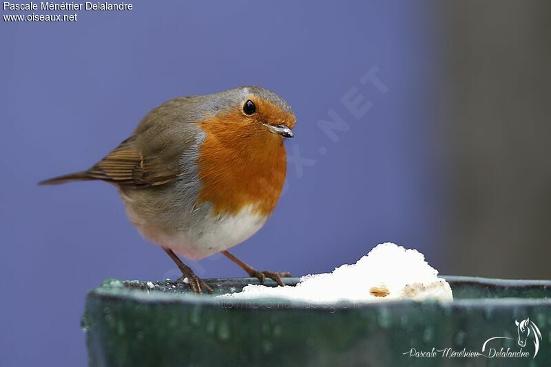 European Robin