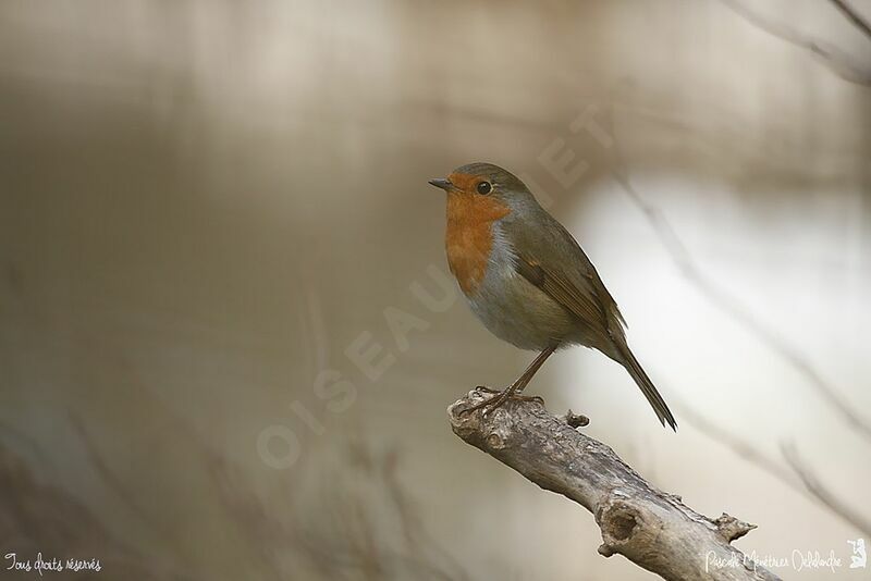 European Robin