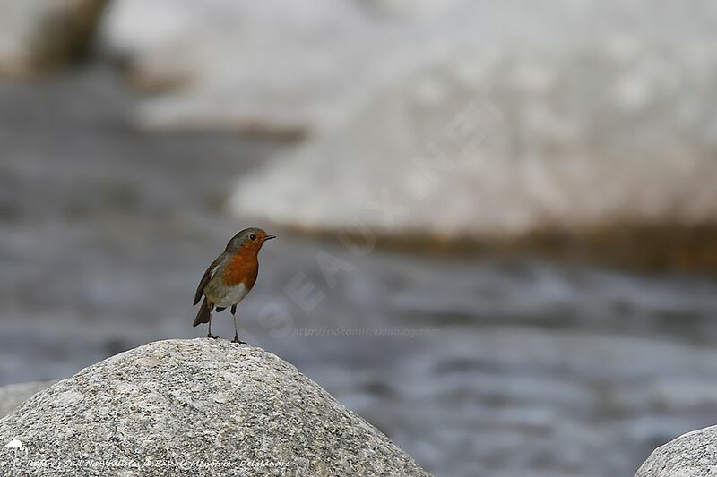 Rougegorge familier