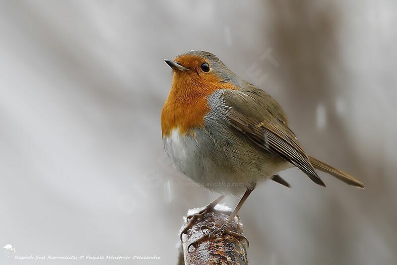 European Robin