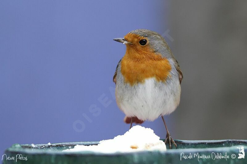 European Robin