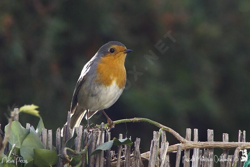 European Robin