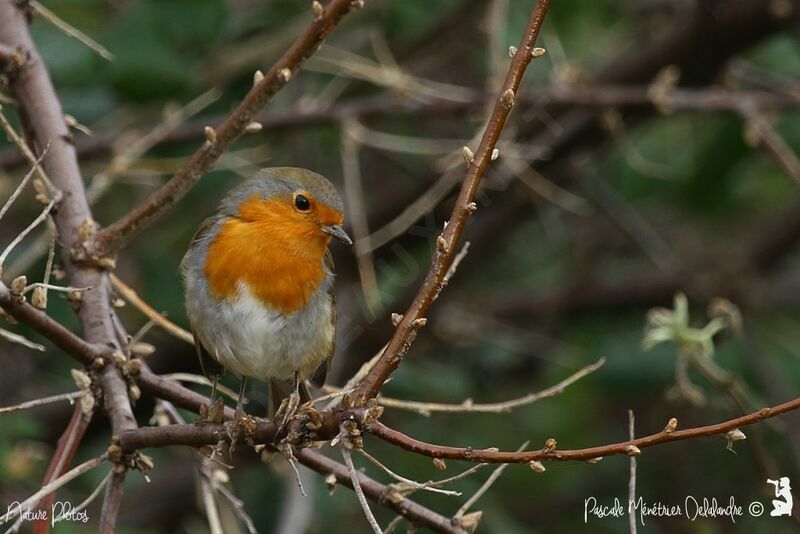 European Robin