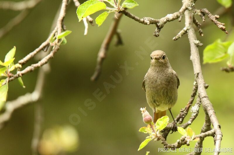 Black Redstart female