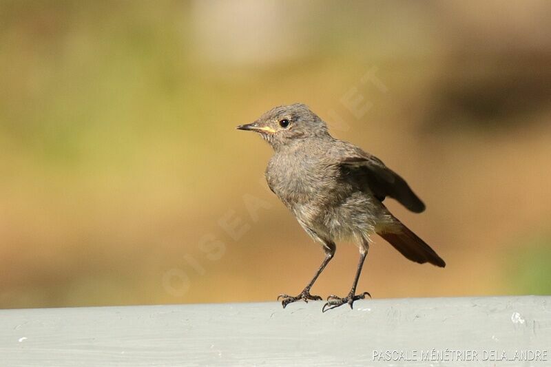 Black Redstartjuvenile