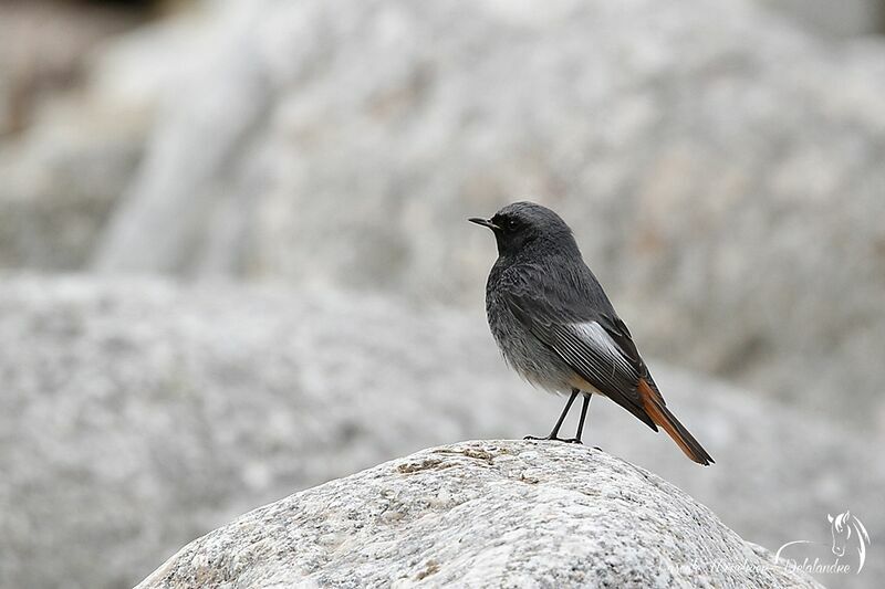 Black Redstart male