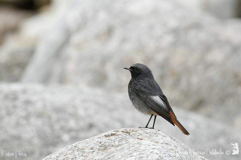 Black Redstart male