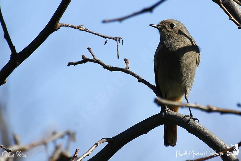 Black Redstart female